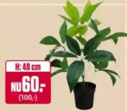 ÖoB Ficus erbjuda