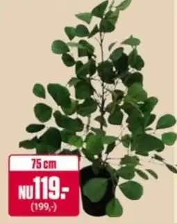 ÖoB Ficus erbjuda
