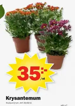 Pekås Krysantemum erbjuda