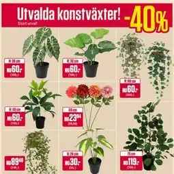 ÖoB Utvalda konstväxter erbjuda