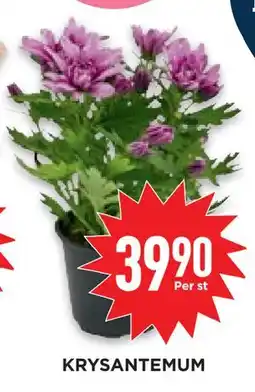 Willys Hemma KRYSANTEMUM erbjuda