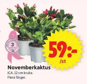 ICA Supermarket Novemberkaktus erbjuda