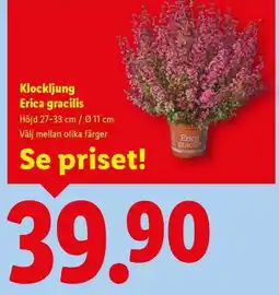 Lidl Klockljung Erica gracilis erbjuda