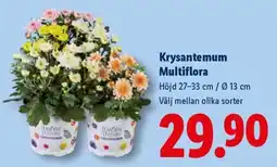 Lidl Krysantemum Multiflora erbjuda