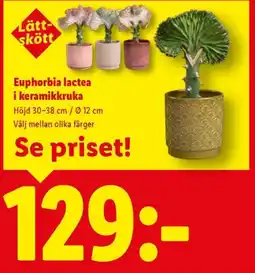 Lidl Euphorbia lactea i keramikkruka erbjuda