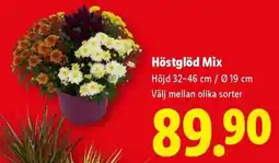 Lidl Höstglöd Mix erbjuda