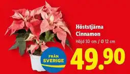 Lidl Höststjärna Cinnamon erbjuda