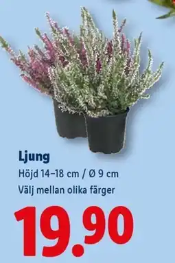 Lidl Ljung erbjuda