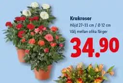 Lidl Krukrosor erbjuda
