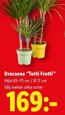 Lidl Dracaena 'Tutti Frutti' erbjuda