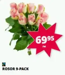 Tempo Rosor 9-pack erbjuda