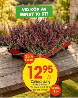 EKO Calluna Ljung erbjuda