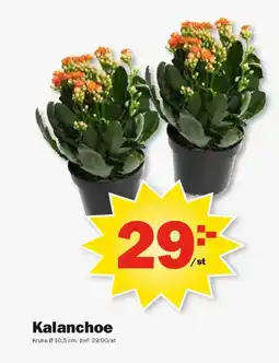 Pekås Kalanchoe erbjuda