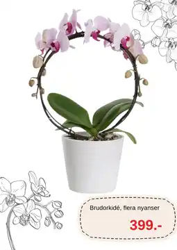 Blomsterlandet Brudorkidé erbjuda