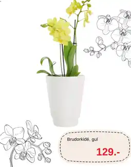 Blomsterlandet Brudorkidé, gul erbjuda