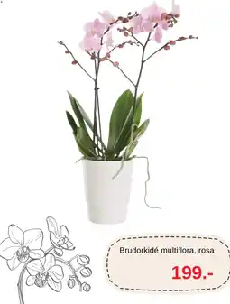Blomsterlandet Brudorkidé multiflora, rosa erbjuda