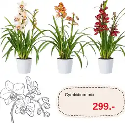 Blomsterlandet Cymbidium mix erbjuda