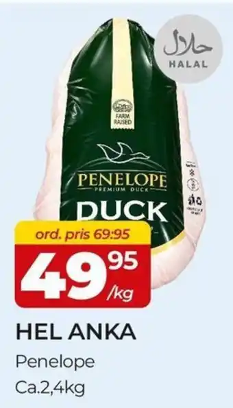 Penelope hel anka