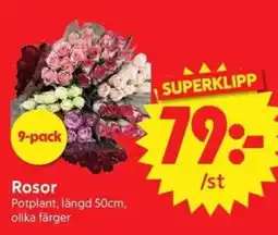 Nya Pulsen Rosor erbjuda