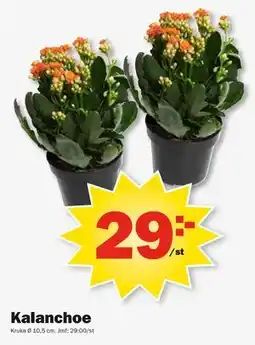 Pekås Kalanchoe erbjuda