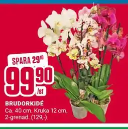 ÖoB BRUDORKIDÉ erbjuda