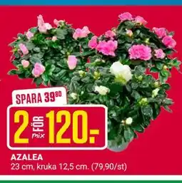 ÖoB AZALEA erbjuda