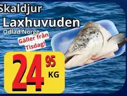 Supergrossen Laxhuvuden erbjuda