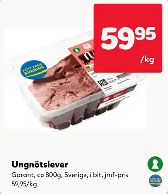 Ungnötslever