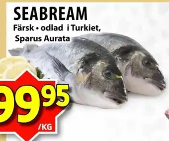 Seabream