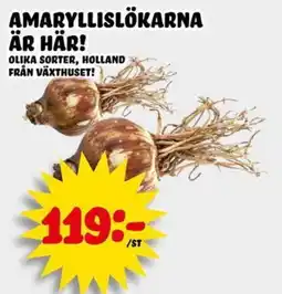 Nelins Amaryllislökar erbjuda