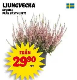 Nelins Ljungvecka erbjuda