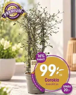 EKO Corokia erbjuda