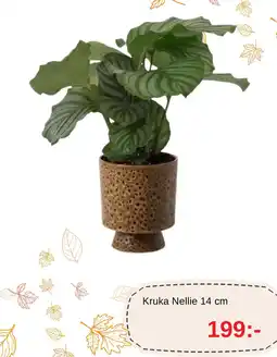 Blomsterlandet Kruka Nellie erbjuda