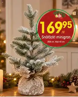 EKO Snötäckt minigran erbjuda