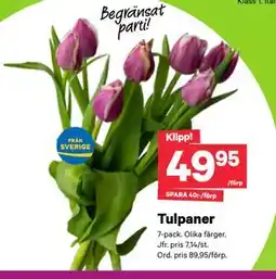 City Gross Tulpaner erbjuda