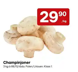 Snabbgross Champinjoner erbjuda