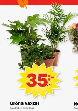 Pekås Gröna växter erbjuda