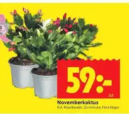 ICA Kvantum Novemberkaktus erbjuda