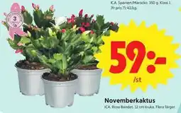ICA Nära Novemberkaktus erbjuda