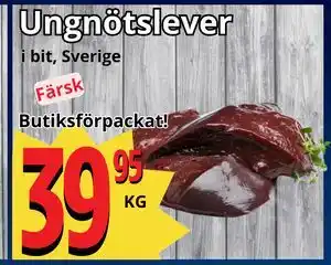 Ungnötslever