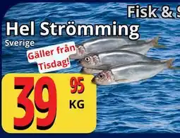 Supergrossen Hel Strömming erbjuda