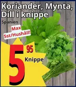 Supergrossen Koriander, Mynta, Dill i knippe erbjuda