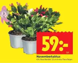 ICA Kvantum ICA Novemberkaktus erbjuda