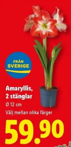 Lidl Amaryllis erbjuda