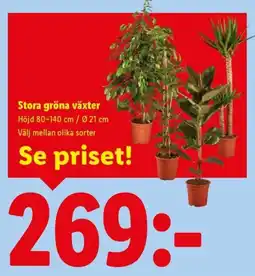 Lidl Stora gröna växter erbjuda