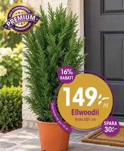 EKO Ellwoodii erbjuda