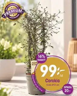 EKO Corokia erbjuda