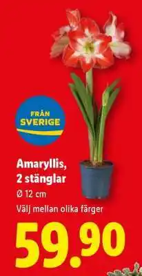 Lidl Amaryllis, 2-stänglar erbjuda