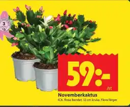ICA Supermarket Novemberkaktus erbjuda