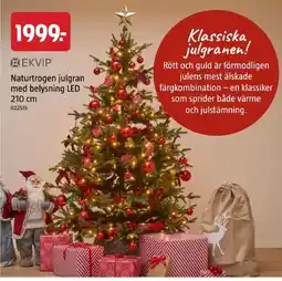 Jula Ekvip naturtrogen julgran med belysning led erbjuda